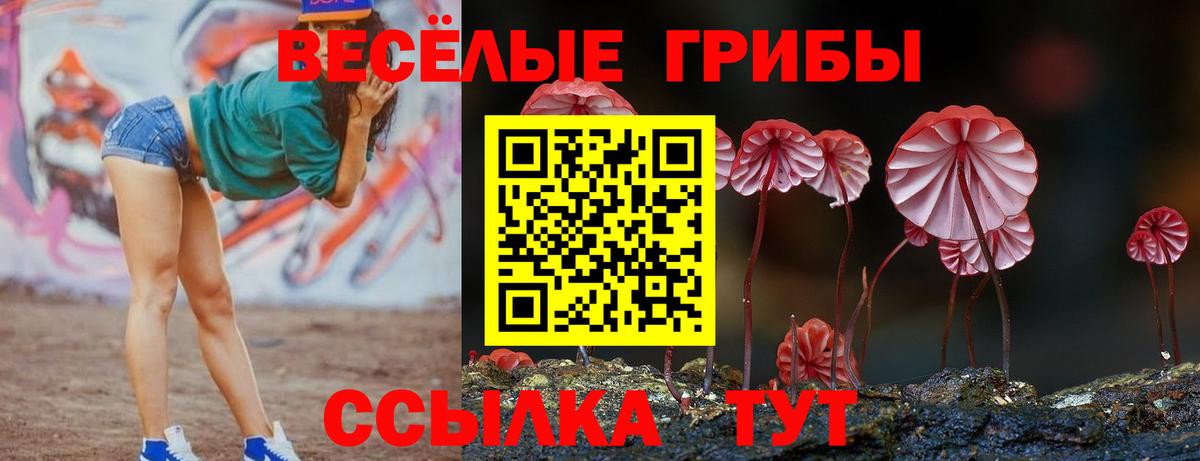 Псилоцибиновые грибы Psilocybe Сокол